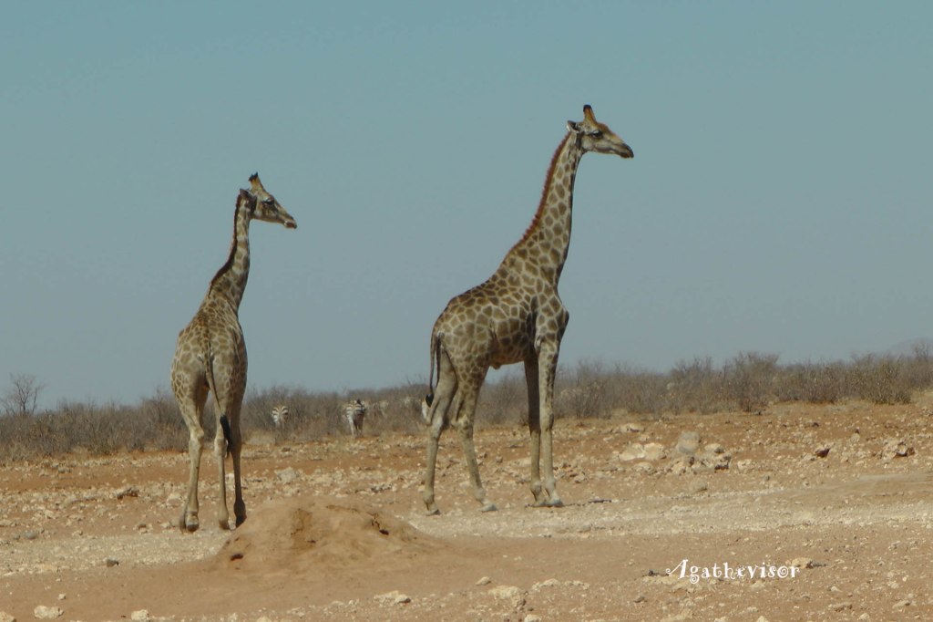 Souvenir de girafes en liberté